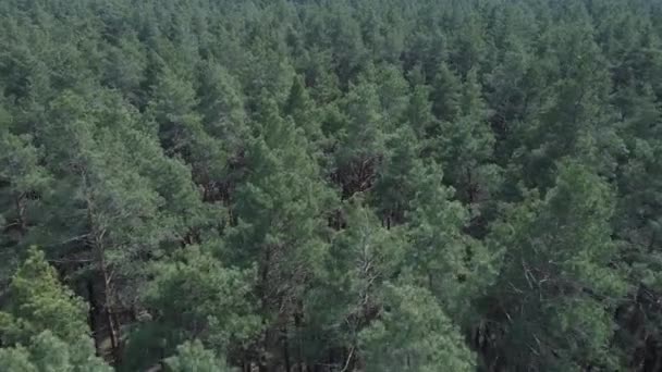 Zöld fenyőerdő nappal, légi kilátás — Stock videók
