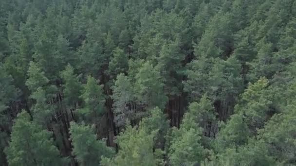 낮 에는 푸른 소나무 숲, 하늘을 배경으로 — 비디오