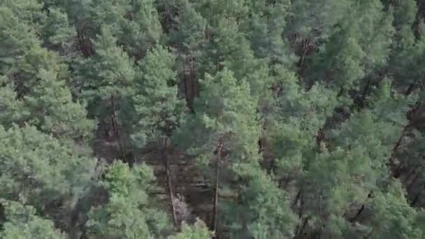 Зеленый сосновый лес днем, вид с воздуха — стоковое видео