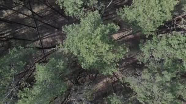 Floresta de pinheiros verde por dia, vista aérea — Vídeo de Stock