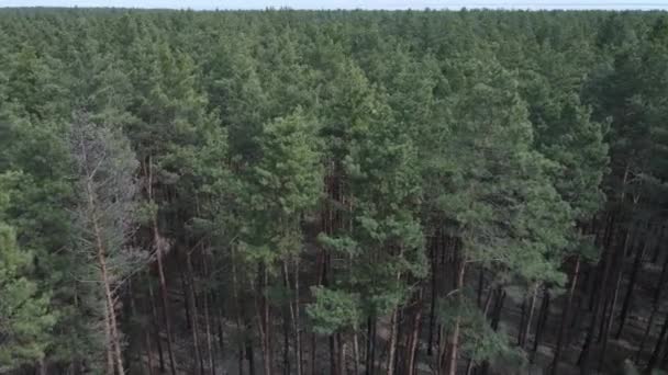 Pin vert de jour, vue aérienne