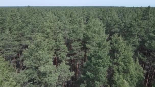 Pin vert de jour, vue aérienne