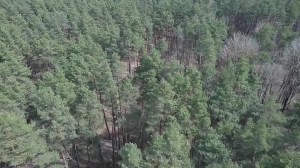 Green pine forest by day, aerial view — Stock Video