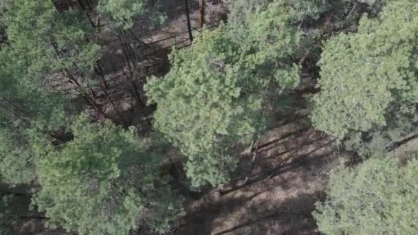 Grön tallskog på dagen, flygutsikt — Stockvideo