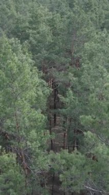Gündüz yeşil çam ormanının dikey videosu, hava manzarası