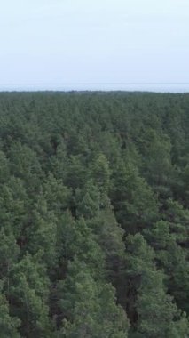 Gündüz yeşil çam ormanının dikey videosu, hava manzarası