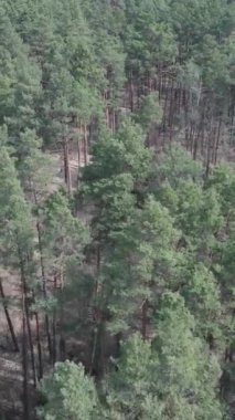Gündüz yeşil çam ormanının dikey videosu, hava manzarası