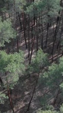 Gündüz yeşil çam ormanının dikey videosu, hava manzarası