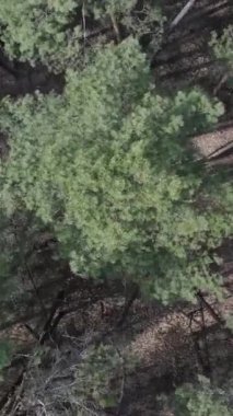 Gündüz yeşil çam ormanının dikey videosu, hava manzarası