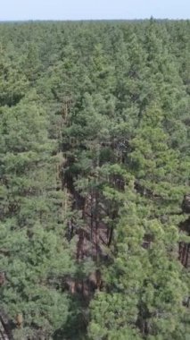 Gündüz yeşil çam ormanının dikey videosu, hava manzarası