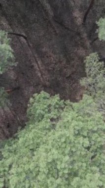 Gündüz yeşil çam ormanının dikey videosu, hava manzarası