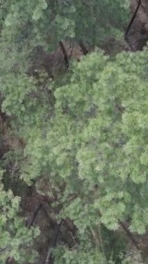 Gündüz yeşil çam ormanının dikey videosu, hava manzarası