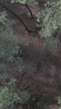 Gündüz yeşil çam ormanının dikey videosu, hava manzarası