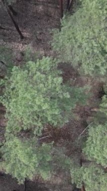 Gündüz yeşil çam ormanının dikey videosu, hava manzarası