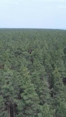 Gündüz yeşil çam ormanının dikey videosu, hava manzarası