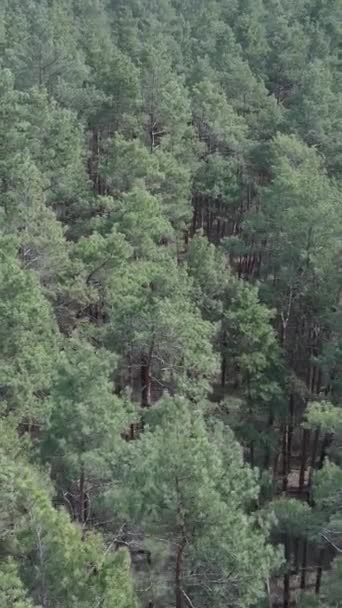 Függőleges videó zöld fenyőerdőkről nappal, légi felvétel — Stock videók