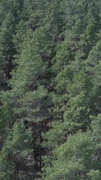 Vertical video of green pine forest by day, aerial view — Stock Video