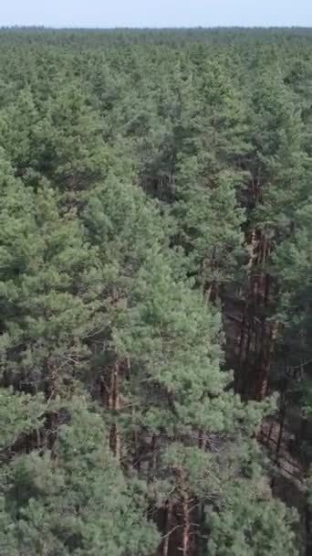 Video verticale di pineta verde di giorno, vista aerea — Video Stock