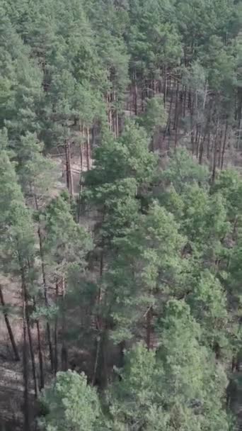 Vídeo vertical de bosque de pino verde durante el día, vista aérea — Vídeo de stock