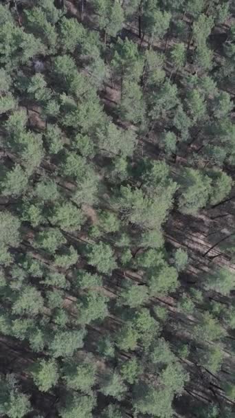 Вертикальное видео зеленого соснового леса днем, вид с воздуха — стоковое видео