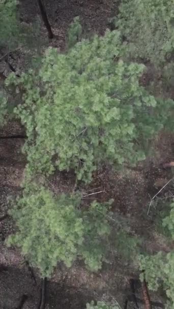 Pionowe wideo z zielonym lasem sosnowym w dzień, widok z lotu ptaka — Wideo stockowe