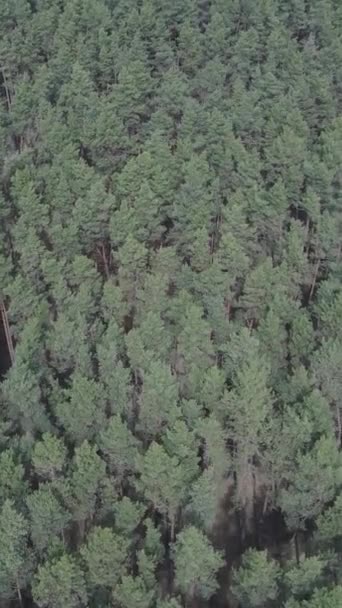 낮에 푸른 소나무 숲의 수직 영상, 공중에서 본 장면 — 비디오