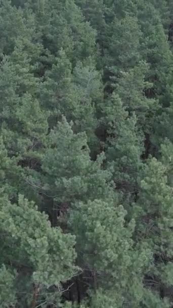 Vídeo vertical de bosque de pino verde durante el día, vista aérea — Vídeo de stock