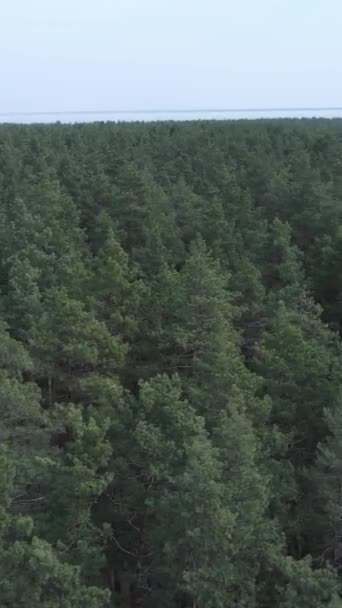 Verticale video van groen dennenbos overdag, luchtfoto — Stockvideo