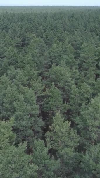 Vertical video of green pine forest by day, aerial view — Stock Video