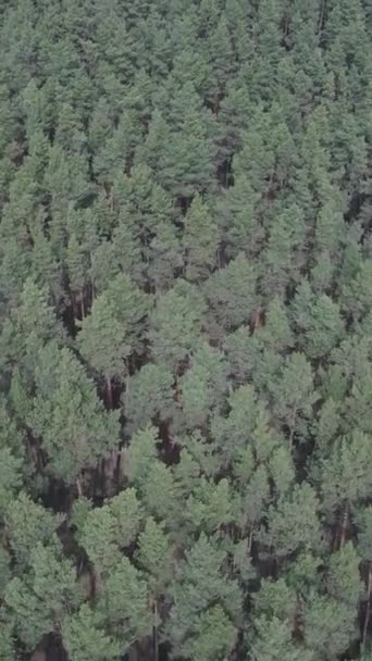 Vídeo vertical de bosque de pino verde durante el día, vista aérea — Vídeo de stock