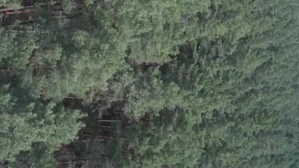 Vídeo vertical de bosque de pino verde durante el día, vista aérea — Vídeo de stock