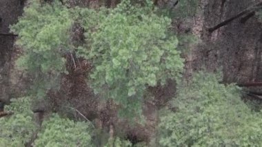 Gündüz yeşil çam ormanının dikey videosu, hava manzarası