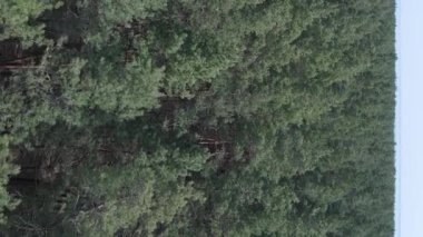 Gündüz yeşil çam ormanının dikey videosu, hava manzarası