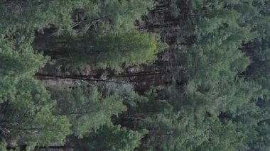 Gündüz yeşil çam ormanının dikey videosu, hava manzarası