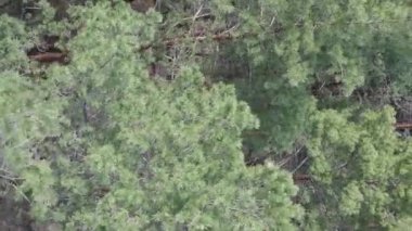 Gündüz yeşil çam ormanının dikey videosu, hava manzarası