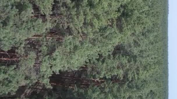 Vídeo vertical de bosque de pino verde durante el día, vista aérea — Vídeos de Stock