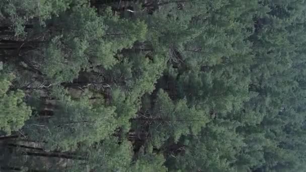 Vertikal video av grön tallskog på dagen, flygfoto — Stockvideo