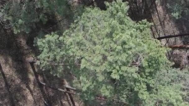 Vertical video of green pine forest by day, aerial view — Stock Video