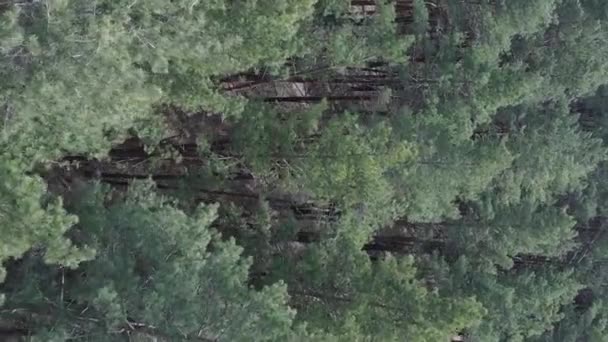 Vídeo vertical de bosque de pino verde durante el día, vista aérea — Vídeo de stock
