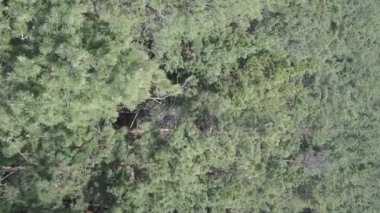 Gündüz yeşil çam ormanının dikey videosu, hava manzarası
