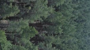 Gündüz yeşil çam ormanının dikey videosu, hava manzarası