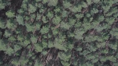 Gündüz yeşil çam ormanının dikey videosu, hava manzarası