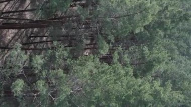 Gündüz yeşil çam ormanının dikey videosu, hava manzarası