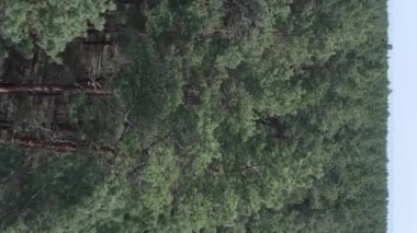 Gündüz yeşil çam ormanının dikey videosu, hava manzarası