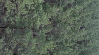 Gündüz yeşil çam ormanının dikey videosu, hava manzarası