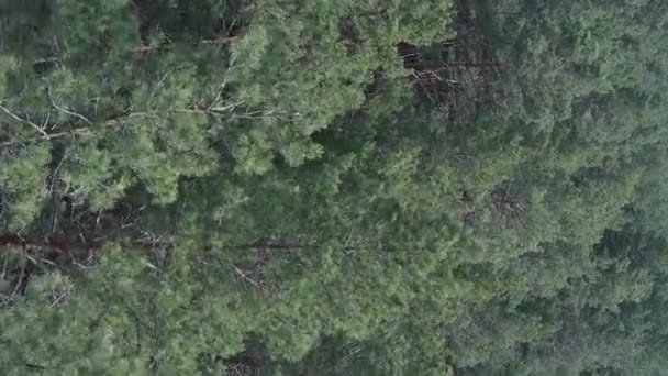 Vidéo verticale de la forêt de pins verts de jour, vue aérienne — Video