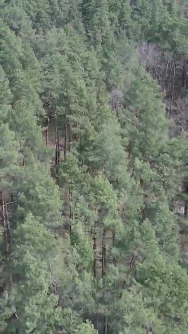 昼間の緑の松林の垂直ビデオ,空の景色 — ストック動画