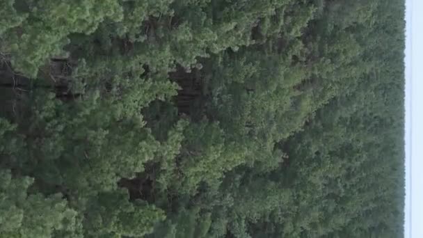 昼間の緑の松林の垂直ビデオ,空の景色 — ストック動画