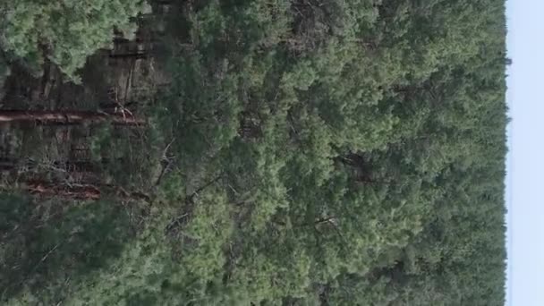 Vertikales Video des grünen Kiefernwaldes bei Tag, Luftaufnahme — Stockvideo