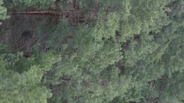 Vertikales Video des grünen Kiefernwaldes bei Tag, Luftaufnahme — Stockvideo